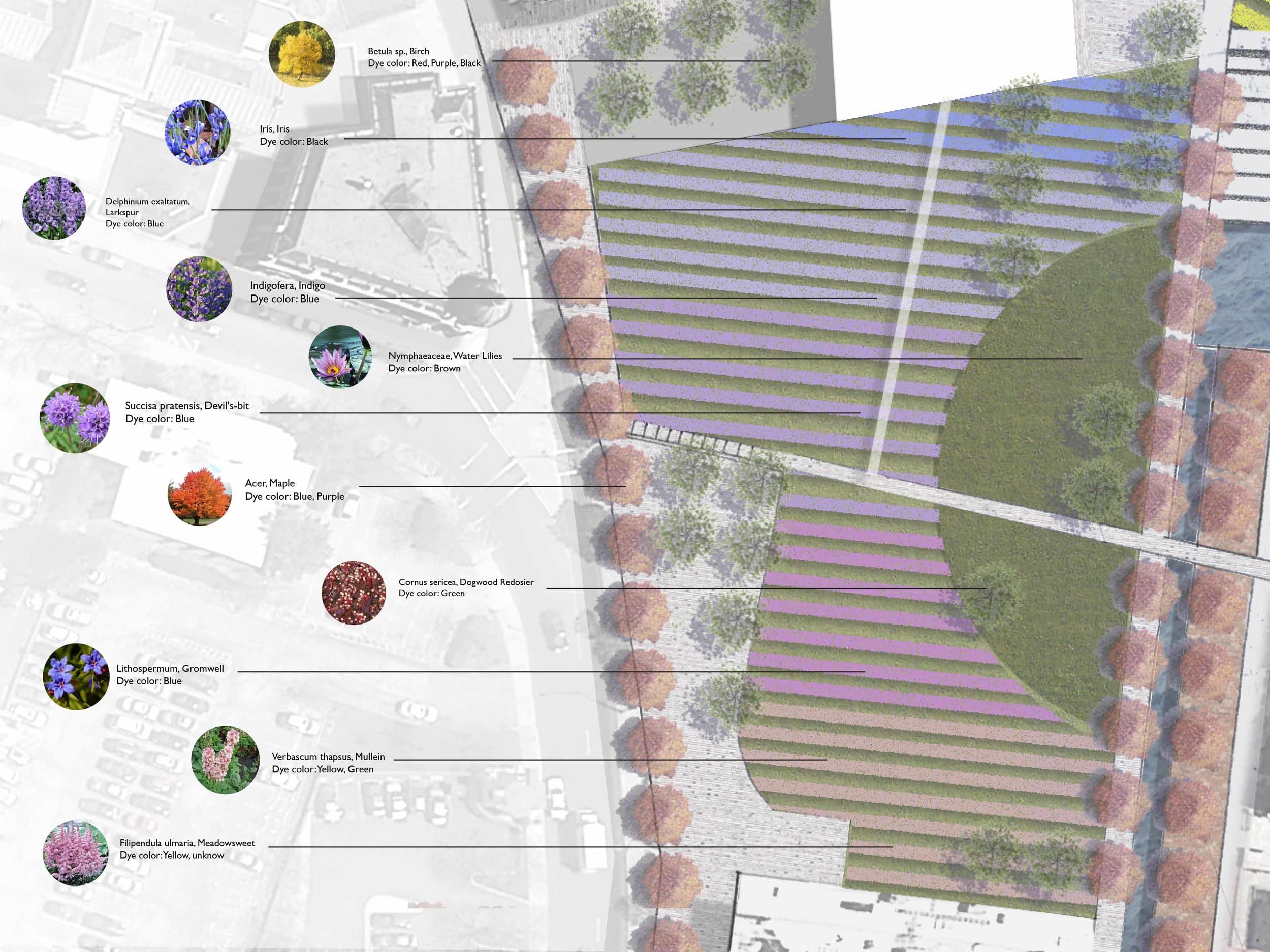 7_wetland+yellow+Plants+chart2.jpg