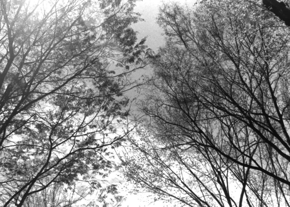 4_observation079