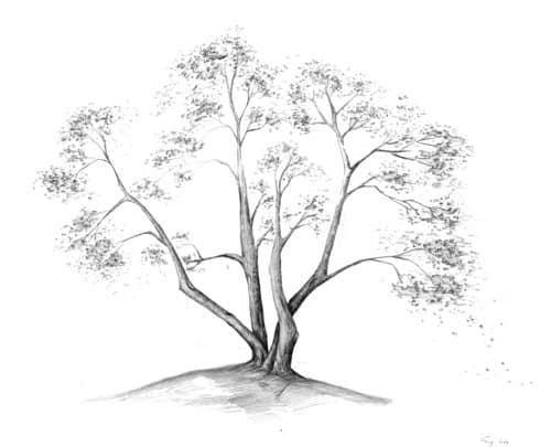 Pear Tree • Plant Material