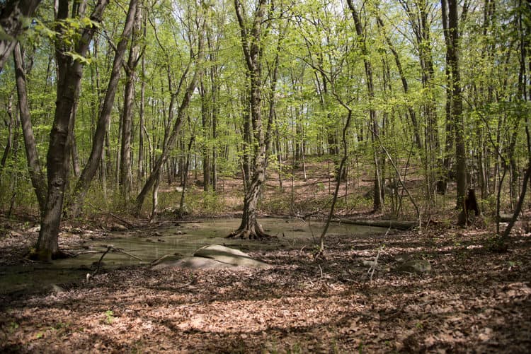 Paradise • Woods